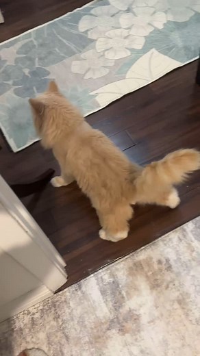 Marshall’s first exploration outside of his room!! #wobblycat #wobblycatsyndrome #wobblycatsofinstagram #chcatsofinstagram #chcat #marshall #catsofinstagram #longhairedcat #cerebellarhypoplasia #cerebellarhypoplasiacat | Kitty Foster Roxanne MN