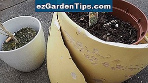 Alternative für Roundup 🌱 Tipps Gärtner - De.ezGardenTips.com