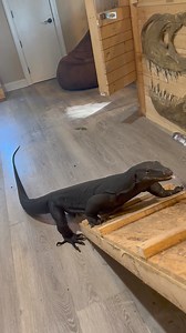 Daily dose of Dexter I love how excited he gets in the morning when he hears me come in the room and comes and greets me | The Happy Monitor