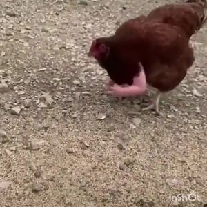 Hmm you might have heard about chicken legs. Here is chicken arms. | Strings Bistro