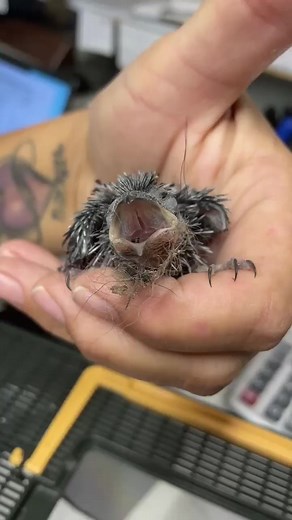 7.2K views · 205 reactions | Nestling chimney swift  #fyp #chimneyswift #babybird #localbirds #birdnoises #chimneybird #cutebird #tinybird #wildliferescue #wildliferehab #animalrescue #donate #animalsponsorship | Carolina Waterfowl Rescue | Facebook