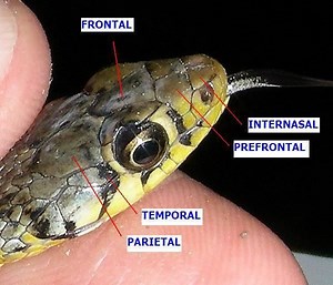 Temporal scales - Alchetron, The Free Social Encyclopedia