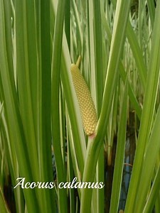 Vertus de l'Acorus calamus
