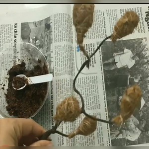 Dragon fruit bonsai technique🍀🌱🌿☘️ | Crafts & Plants Ideas