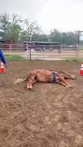 Darrell Gardner Horsemanship & HOLLY MOLLY just having a little fun😉 Thank you Carl Cummings and iron saddle ranch #missourimulemakeover | Missouri Mule Makeover/Ozark Mule Days