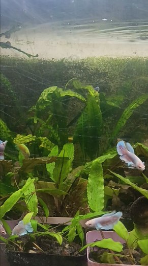 Betta dumbo ear fry | Fish, Aquatic Plants, Aquariums & Acc - Talamban FishStore
