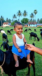 319K views · 27K reactions | Aadu meichi aala vara poran  #tamil #tamilmemes1 #tamilnadu | Kuttykunjaan | Facebook