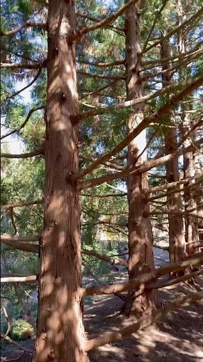 Cryptomeria Japonica Pruning