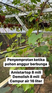 Anggur Jupiter bunga nya cukup lebat gais😇 #fyp #anggurjupiter #anggurindonesia #kebunanggur #garutgrapegarden | FAjar Hambali