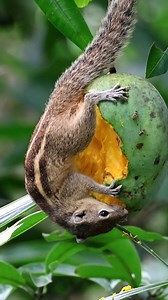 21K views · 1K reactions | Three-striped palm squirrel | 퐍퐚퐭퐮퐫퐞 퐏퐡퐨퐭퐨퐬 퐁퐨퐨퐤 | Facebook