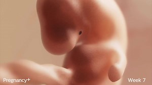 Do you want to see amazing 3D model of baby growth in the womb? Take a look at what Pregnancy app team has created just for you 💗 | Pregnancy App
