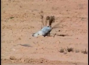 656 reactions · 631 shares | Falkon vs Bustard bird | سروشت nature | Facebook