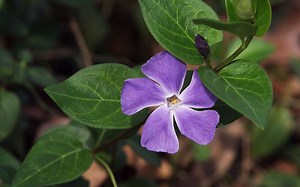 Powerpoint 2003教学视频第4集