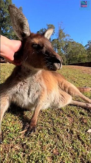 Friendly Kangaroo Loves Scratches