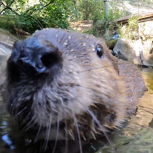Filbert the Branch Manager taking a well-deserved 15 | Oregon Zoo
