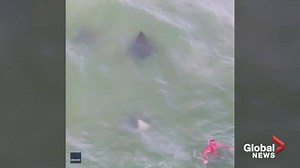 27K views · 212 reactions | Huge stingrays are seen in aerial video passing within feet of beachgoers in Florida. RELATED: https://trib.al/qj0iMl3 | Global News | Facebook