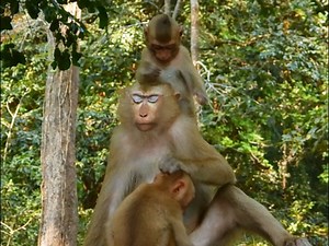Warn hit because boring/ Luna warn hit Al cus she very bored with RB and AL annoying her for milk non stop/ Luna was so stress by labor pain with RB and AL #Animallover | Mata Monkeys