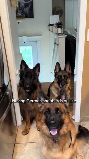 It’s more like 6:30 #foryoupage #foryou #gsdoftiktok #gsdlove #germanshepherdlife #gsdmom #gearmanshepheard #dogsoftiktok #germanshepheardmom #germanshepherdsoftiktok