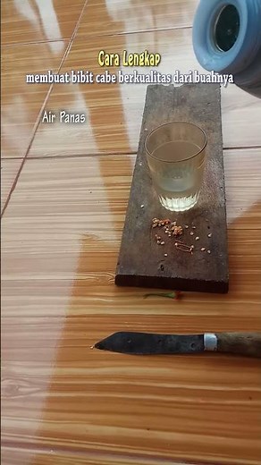 cara lengkap membuat bibit cabe unggul #bibit #cabe #bibitcabe