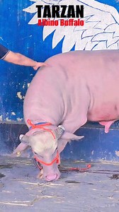 Albino Buffalo Collection at STAR GOATS FARM Asif STD Mumbra Mumbai Maharashtra | Asif Std Shaikh