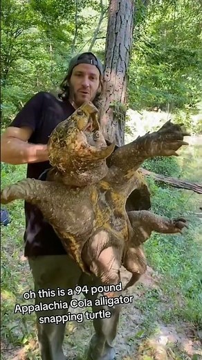 GIANT SNAPPING TURTLE 😱🐢‼️