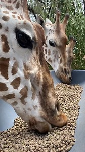 29K views · 385 reactions | Giraffe ASMR 漣  Keeper Ruby | Taronga Western Plains Zoo | Facebook