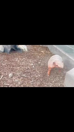 Looking forward to his annual Valentine feast. 🎥 Amanda | Frank Buck Zoo