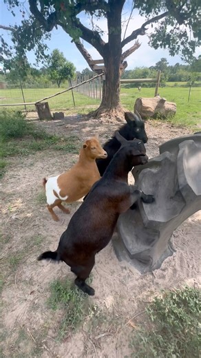 54K views · 4.3K reactions | Olympic Games - farm style | Shirtless Jake's Homestead | Facebook