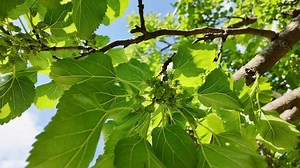weißer Maulbeerbaum Morus, Familie Moraceae auf: Stockvideos & Filmmaterial (100 % lizenzfrei) 3686024805 | Shutterstock