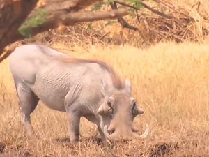 wild boar vs lion#animals #animal #wildanimals #animalworld #wild boar #lion | Animal World