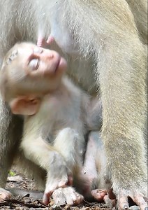Most sad baby money is angry her mom reject milk while her trying request milk, looking really pity baby monkey Lucie... | Jane Family