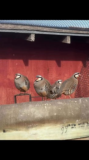 Still have plenty of nice plump chukars available! Dogpatchgamebirds.com | Brett Nadine Morganflash