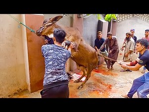 Beautiful Cow Qurbani at Bakra Eid 2021 | Cattle Market Karachi | Eid ul Azha 2021 | Eid ul Adha