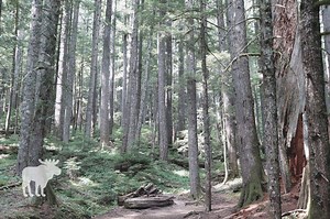 How Do Western Hemlock Trees Adapt To Their Environment?
