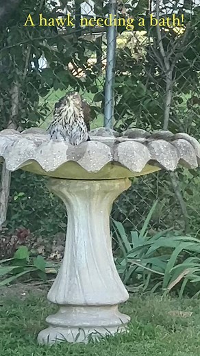 Splish Splash! This juvenile hawk needed a bath in our birdbath before bed this evening. #hawk #bath #naturephotography | Charles Peek - Storm Tracker/Weather Reporter