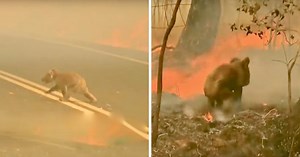 Koalas Functionally Extinct After 80 Percent Of Habitat Is Destroyed In Wildfires