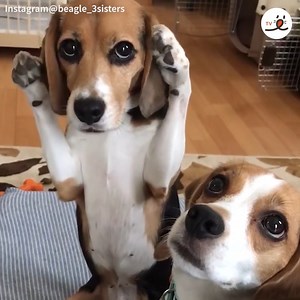 What a weird kind of pestering💕 | PECO