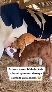 Avanta kediye Yaramadı 😁 | Telat Gülten