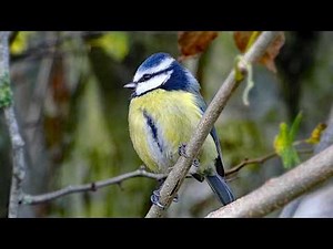 The Blue Tit: 10 Fascinating Facts + Songs and Calls