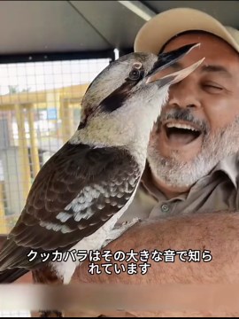 クッカバラの魅力と生態：川セミカについて