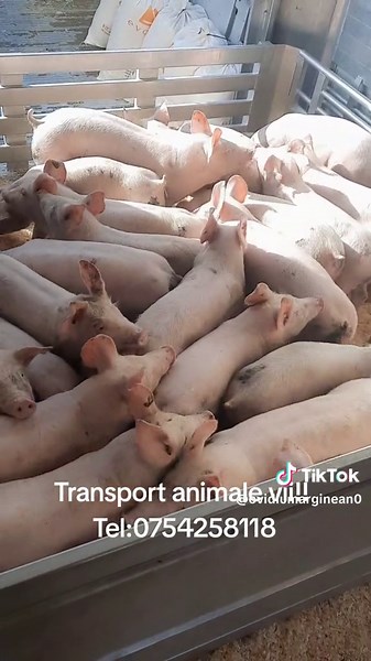 Videoclipuri postate de Ovidiu Marginean (@ovidiumarginean0) cu Arabic Soul - Drinche