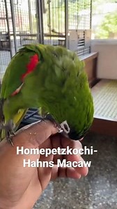 Hahns Macaw - Talking Sound