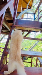 196K views · 5.8K reactions | පඩිපෙලක් නැඟගන්න බැරි හැටි #catlovers #climbingstaircase #treehouse #nature #funnyvideos #petfriendly | Life with Sheeba | Facebook