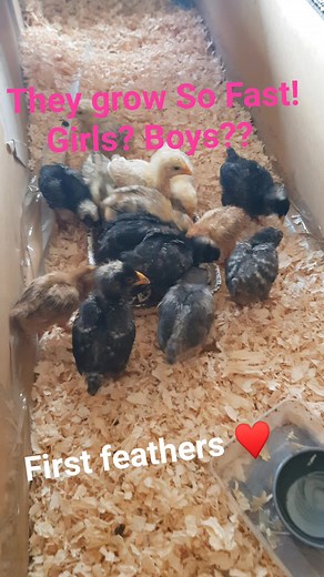 Our chicks got first feathers ♥ they grow so fast! When can I tell if they are girls or boys?? #poultry #chickens #cute #farm #animals #selfsufficiency | Welsh cottage by Zina