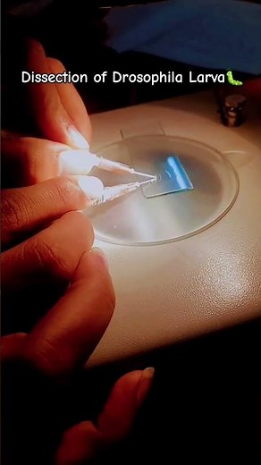 Dissection of Drosophila Larva🐛🐛