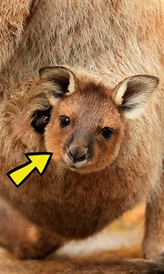 How do these animals deliver their young? #CrazyCreatures | Crazy Creatures