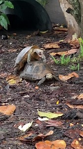 376K views · 4K reactions | This is way too funny !  Like & follow the page for more videos ! | Blake's Exotic Animal Ranch | Facebook