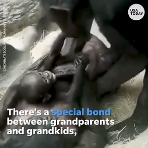 Grandmother bonobo makes her granddaughter laugh in sweet moment