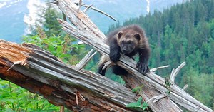NATURE: Wolverine: Chasing The Phantom