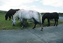 Contraception for semi-feral Dartmoor hill pony mares - Horse & Hound